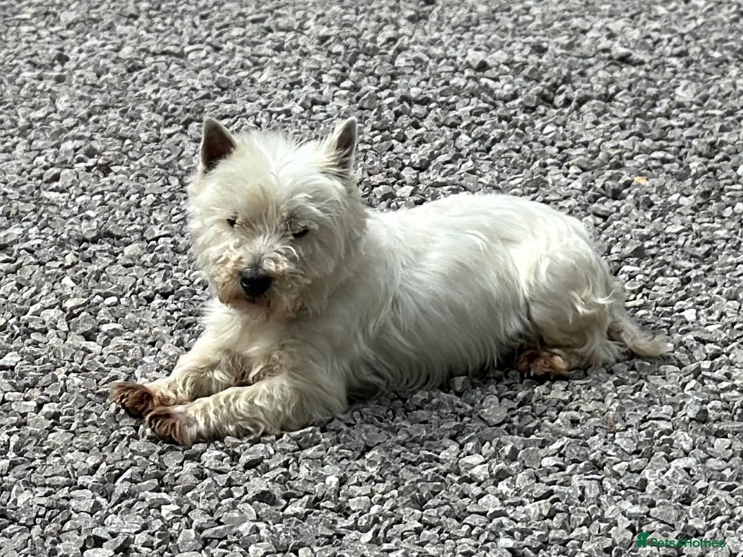 Westie Dog Breed West Highland Terrier For Adoption Near Me Westie