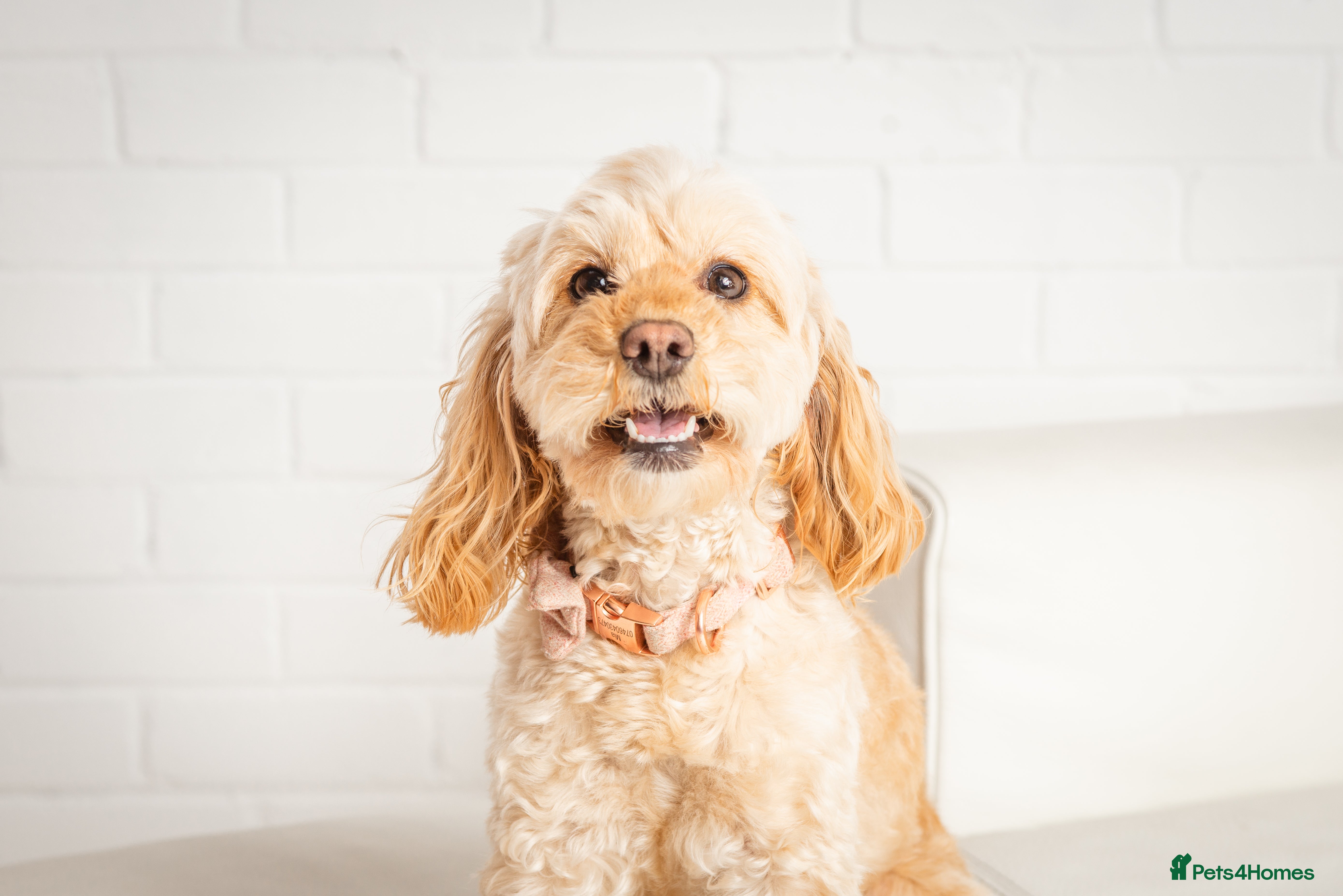 Cockapoo dogs Cockapoo puppy  - Advert 2