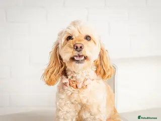 Cockapoo dogs Cockapoo puppy - Advert 2
