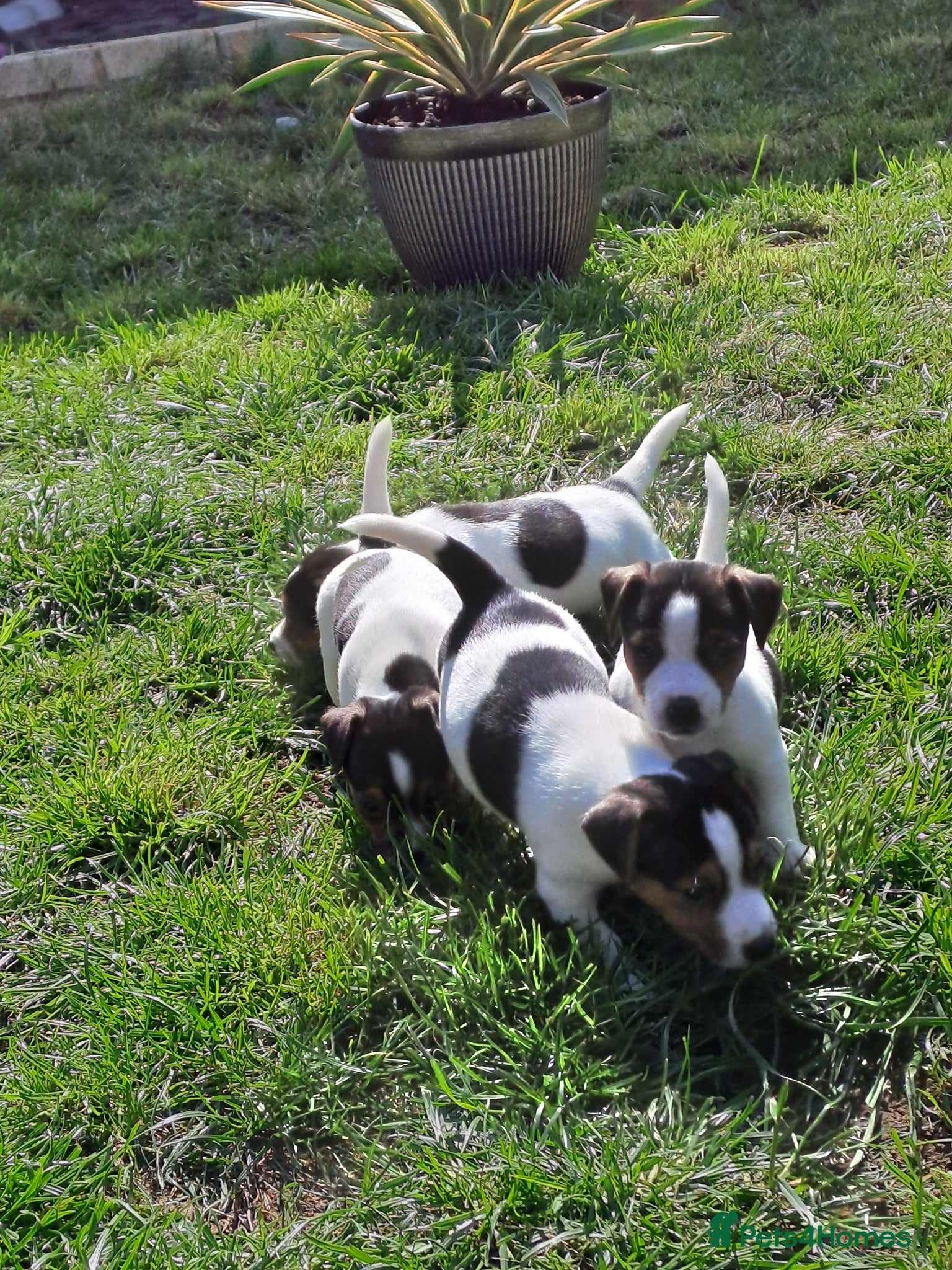 Jack Russell dogs Pure gorgeous Jack Russell miniature  - Advert 1