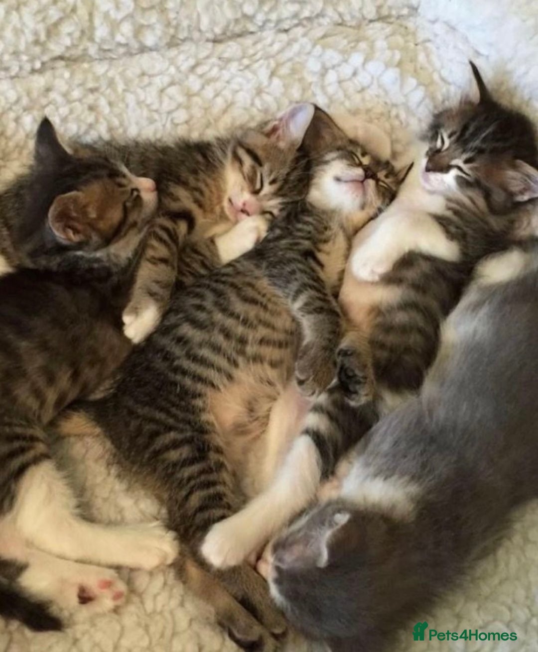 Mixed Breed cats for sale: Loving Bengal Cross Tabby Kittens  - Advert 3