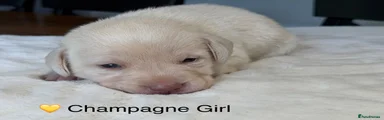 Labrador Retriever 8