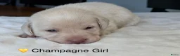 Labrador Retriever dogs for sale: Stunning Silver Charcoal Champagne Labrador pups - Advert 35