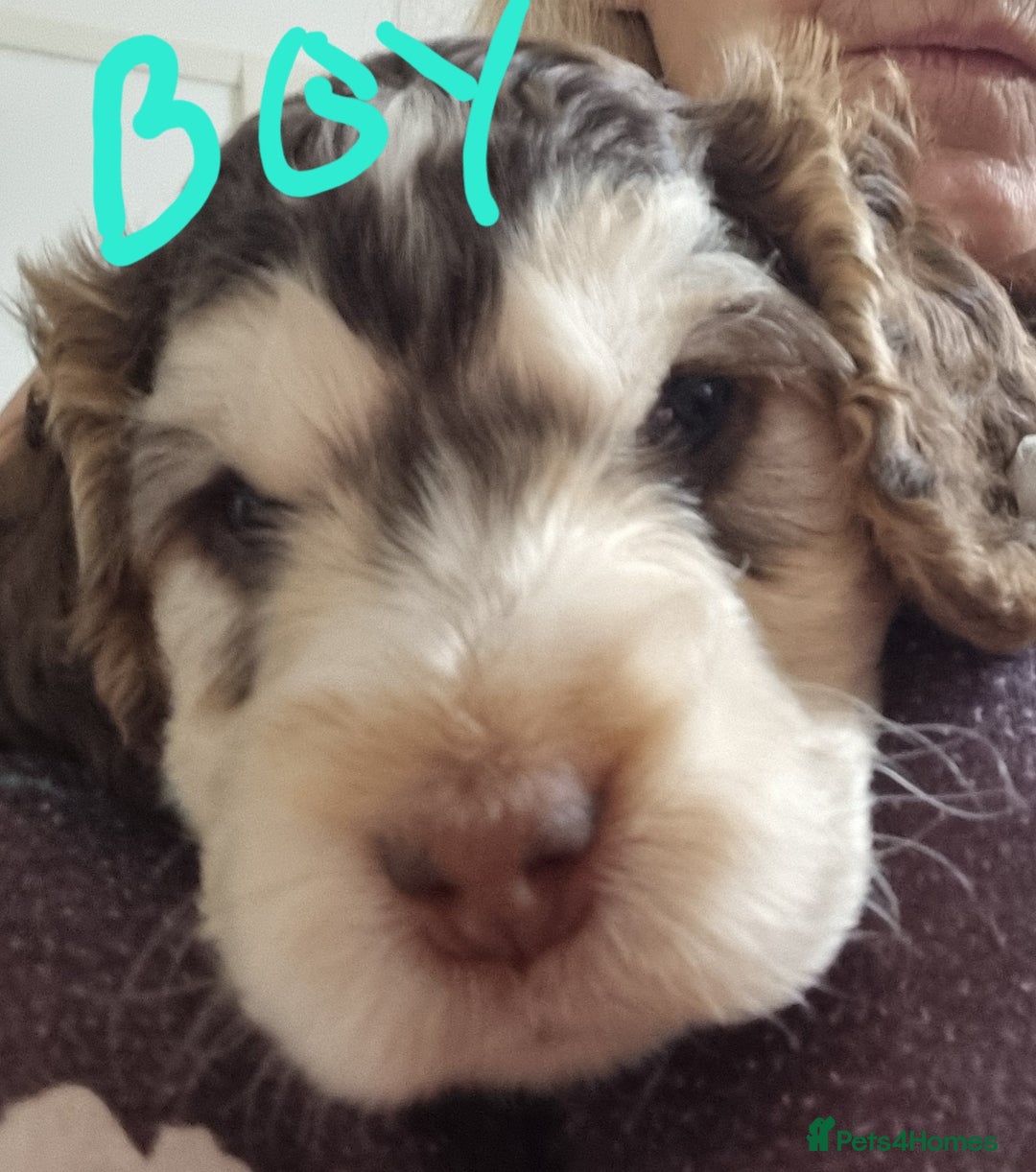 Cockapoo dogs for sale: Beautiful Cockapoos  - Image 3