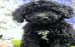 Cockapoo dogs for sale: READY NOW !! sable & brindle tri colour cockapoos - Image 30