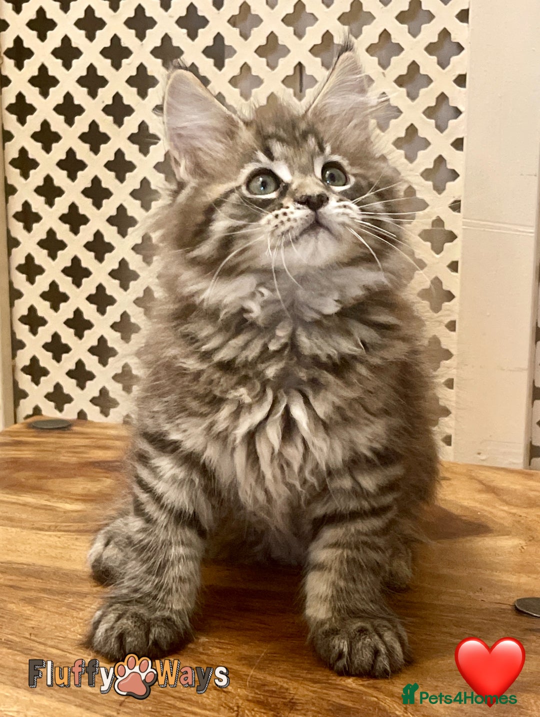 Maine Coon cats for sale: 🐾🦁 *TICA* MAINE COON KITTENS 🧬 DNA CLEAR 🦁🐾 - Image 24