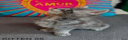 Maine Coon cats for sale: PURE BREED MAINE COON KITTENS READY EARLY MARCH - Advert 29