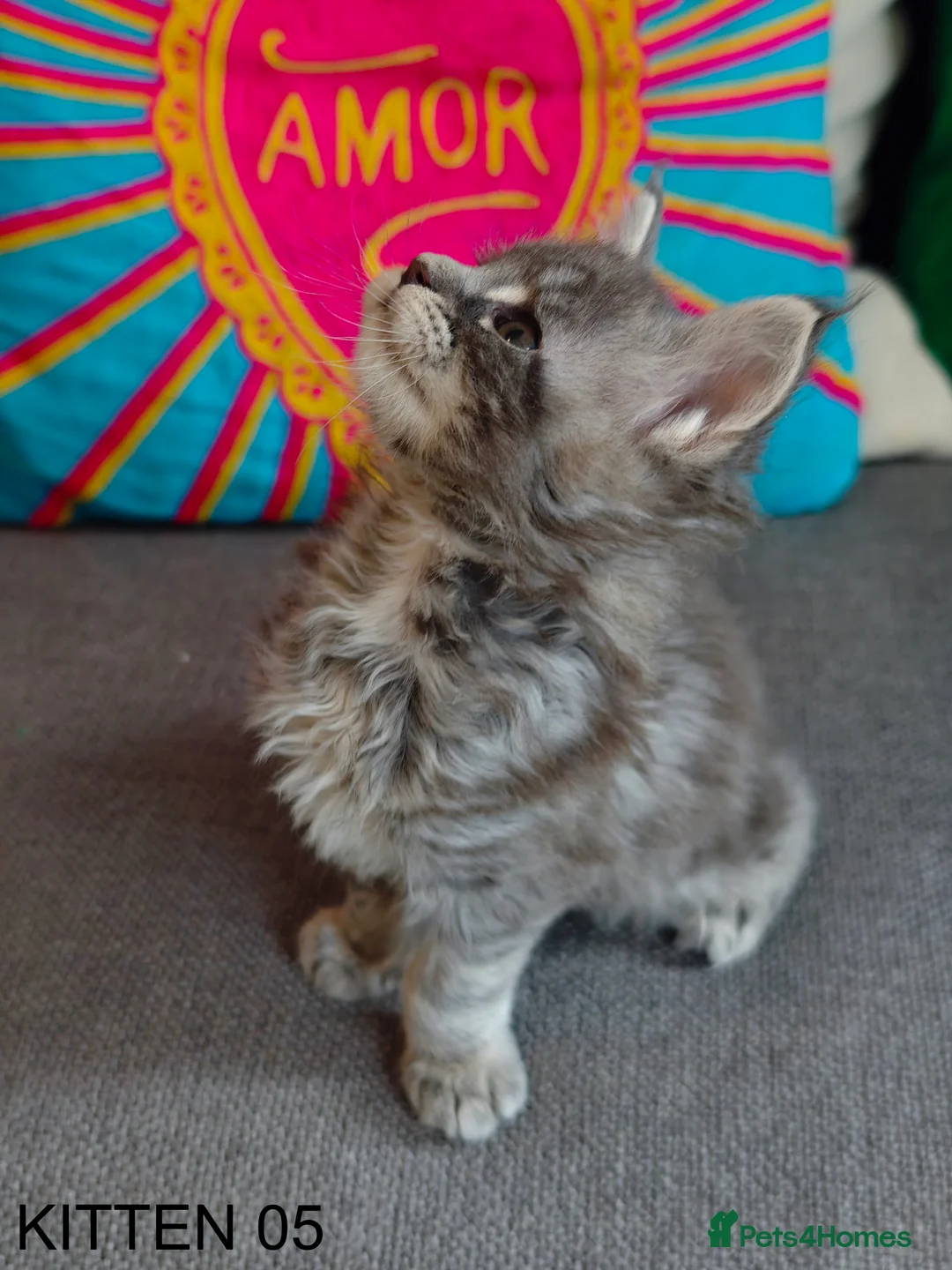 Maine Coon cats for sale: PURE BREED MAINE COON KITTENS READY EARLY MARCH - Advert 29