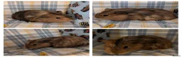 Guinea Pig rodents for sale: 8 Guinea pigs, 8 week old - Advert 6
