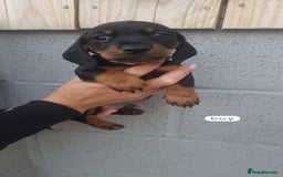 Dachshund dogs for sale: A lovely litter of Dachshund pups  - Image 2