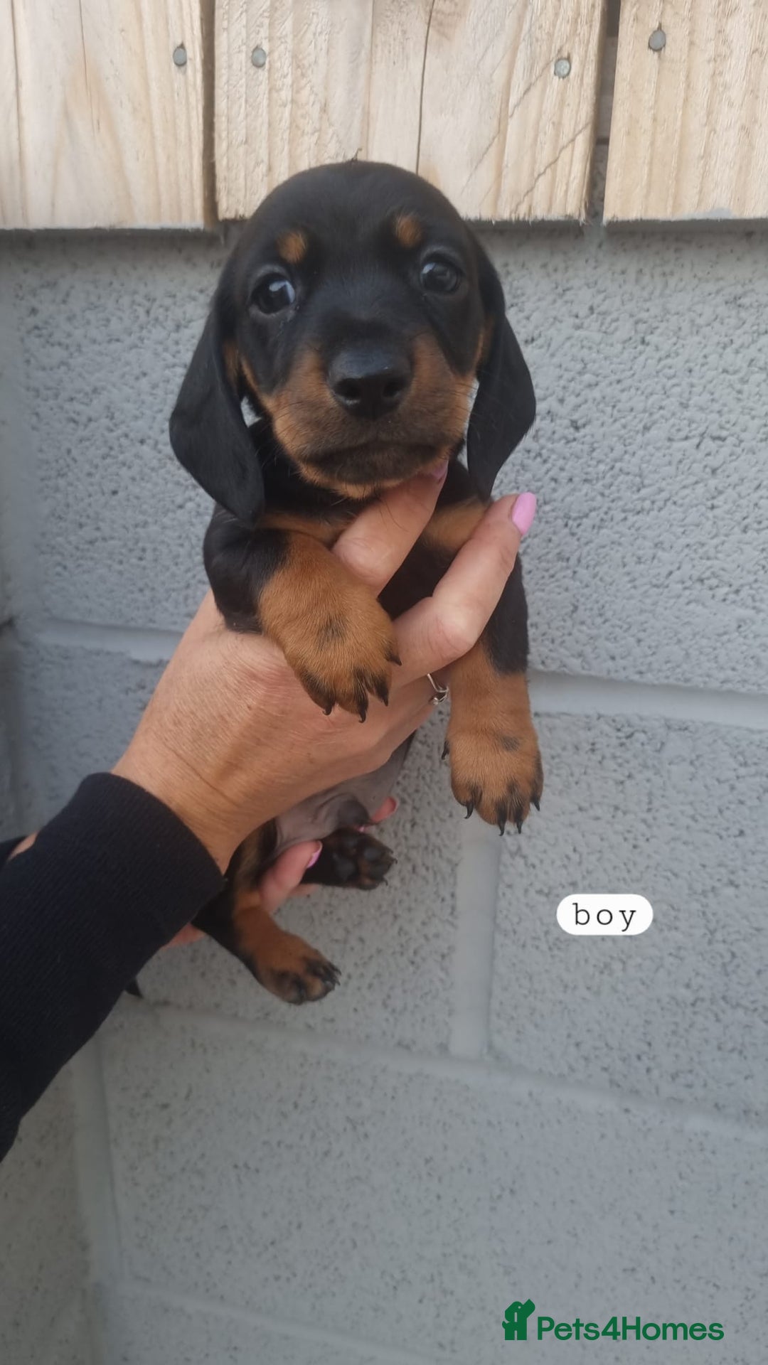 Dachshund dogs for sale: A lovely litter of Dachshund pups  - Image 2