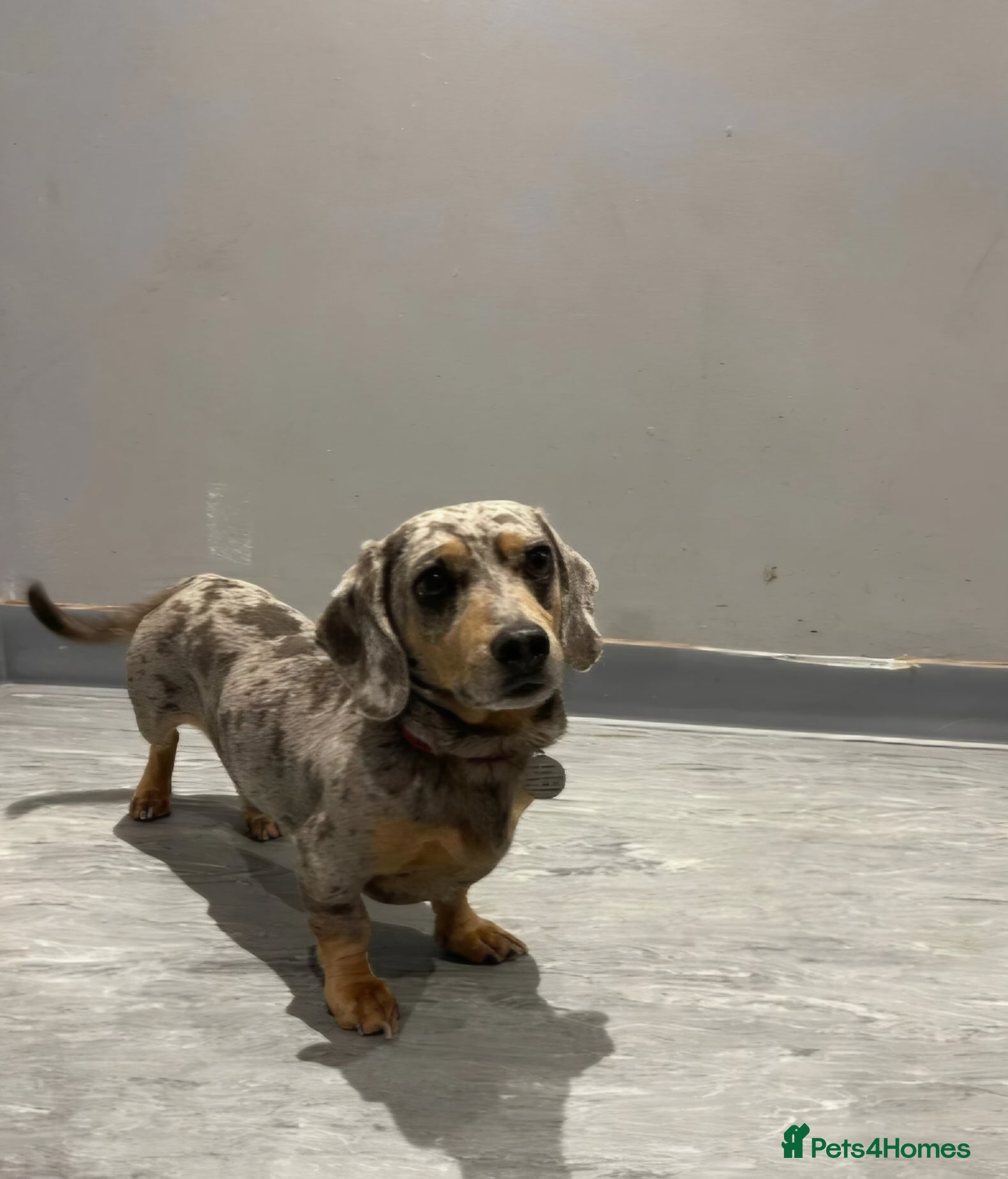 Miniature Dachshund dogs Blue & Tan dapple miniature dachshund STUD in Bradford - Advert 6