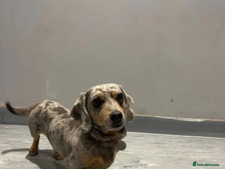 Miniature Dachshund dogs in Bradford - Advert 20