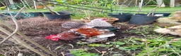Chickens poultry for sale: Pekin Bantam Hatching Eggs For Sale Mixed Colours - Advert 6