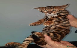 Toyger cats for sale: STUNNING TICA REG, PEDIGREE TOYGER CUBS - Image 13