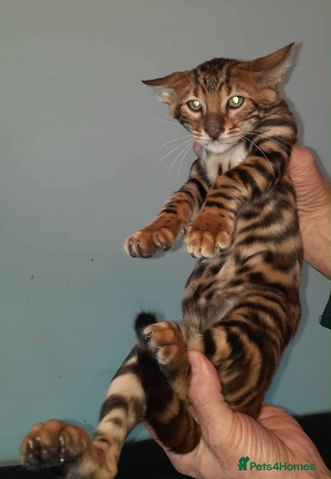 Toyger cats for sale: STUNNING TICA REG, PEDIGREE TOYGER CUBS - Image 13