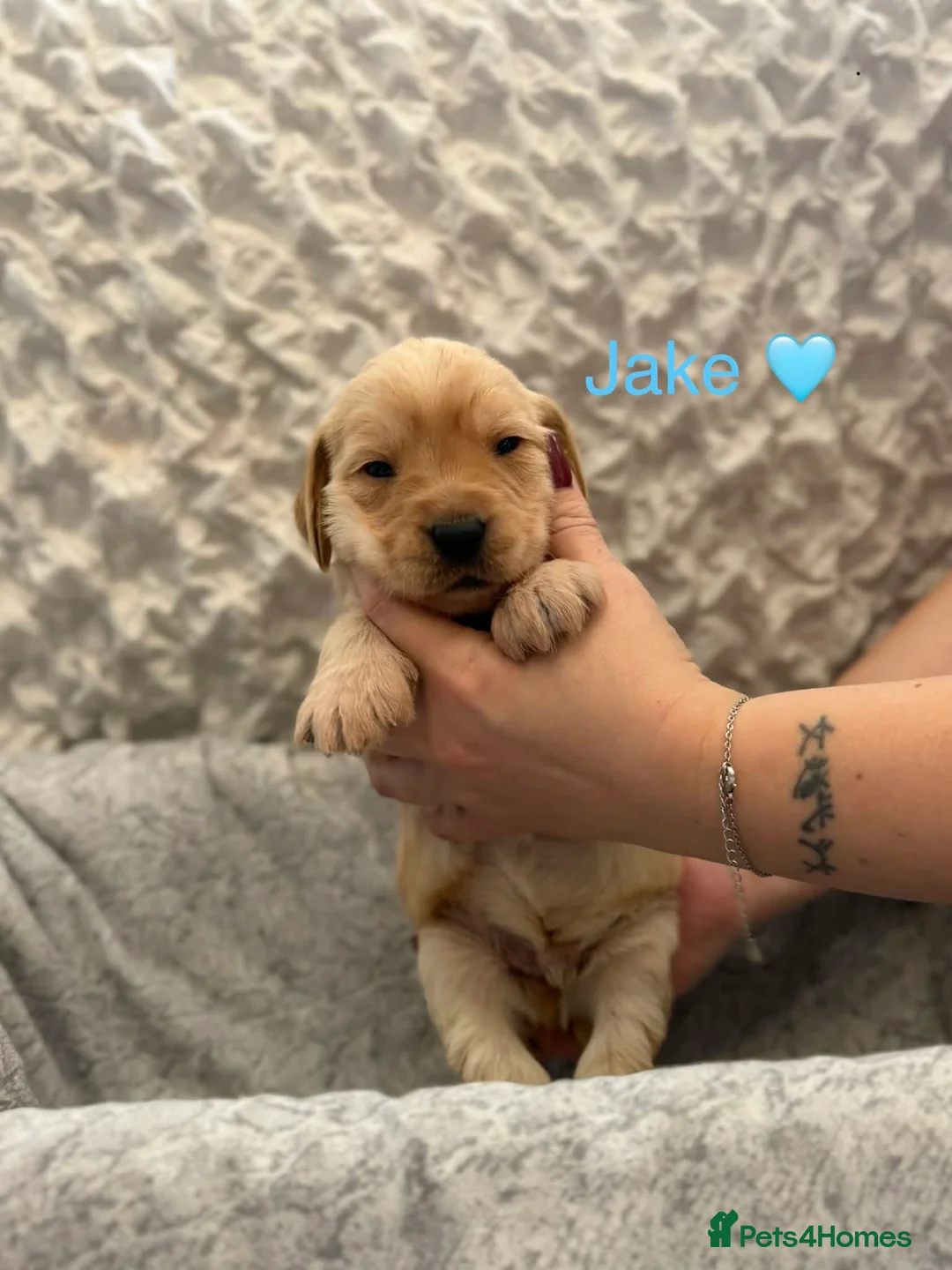 Labradoodle dogs for sale: F1 Labradoodle Puppies - Advert 2