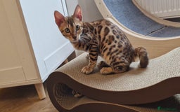 Bengal cats for sale: Last one😍Pure Bengal kittens❤️Ready to go😍 - Image 15