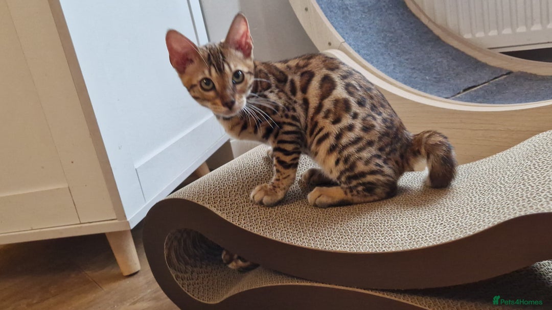 Bengal cats for sale: Last one😍Pure Bengal kittens❤️Ready to go😍 - Image 15