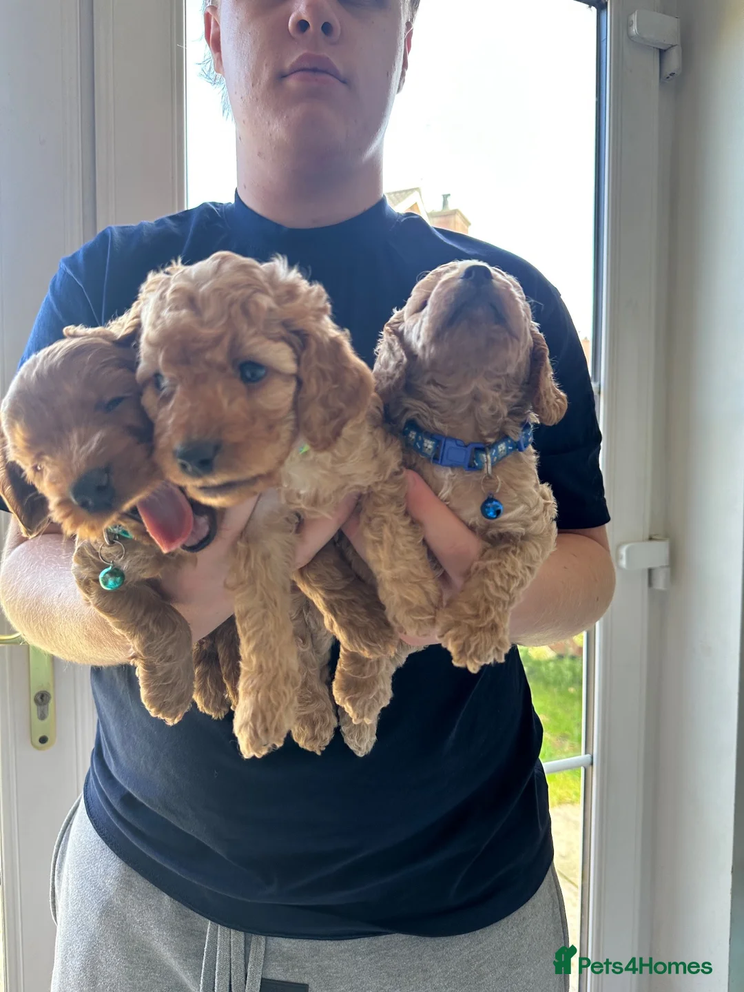Cockapoo dogs for sale: Cockapoo puppies for sale in Craigavon - Advert 2