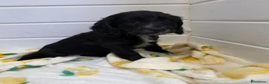 Cocker Spaniel 2