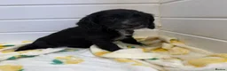 Cocker Spaniel dogs for sale: Cocker spaniel puppies  in Birmingham - Advert 6