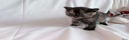 British Shorthair cats for sale: Outstanding British Shorthair Kittens - Advert 7
