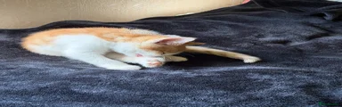 Mixed Breed Kitten 1
