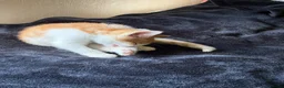Mixed Breed cats for sale: Adorable kittens for sale in Maidstone - Advert 11