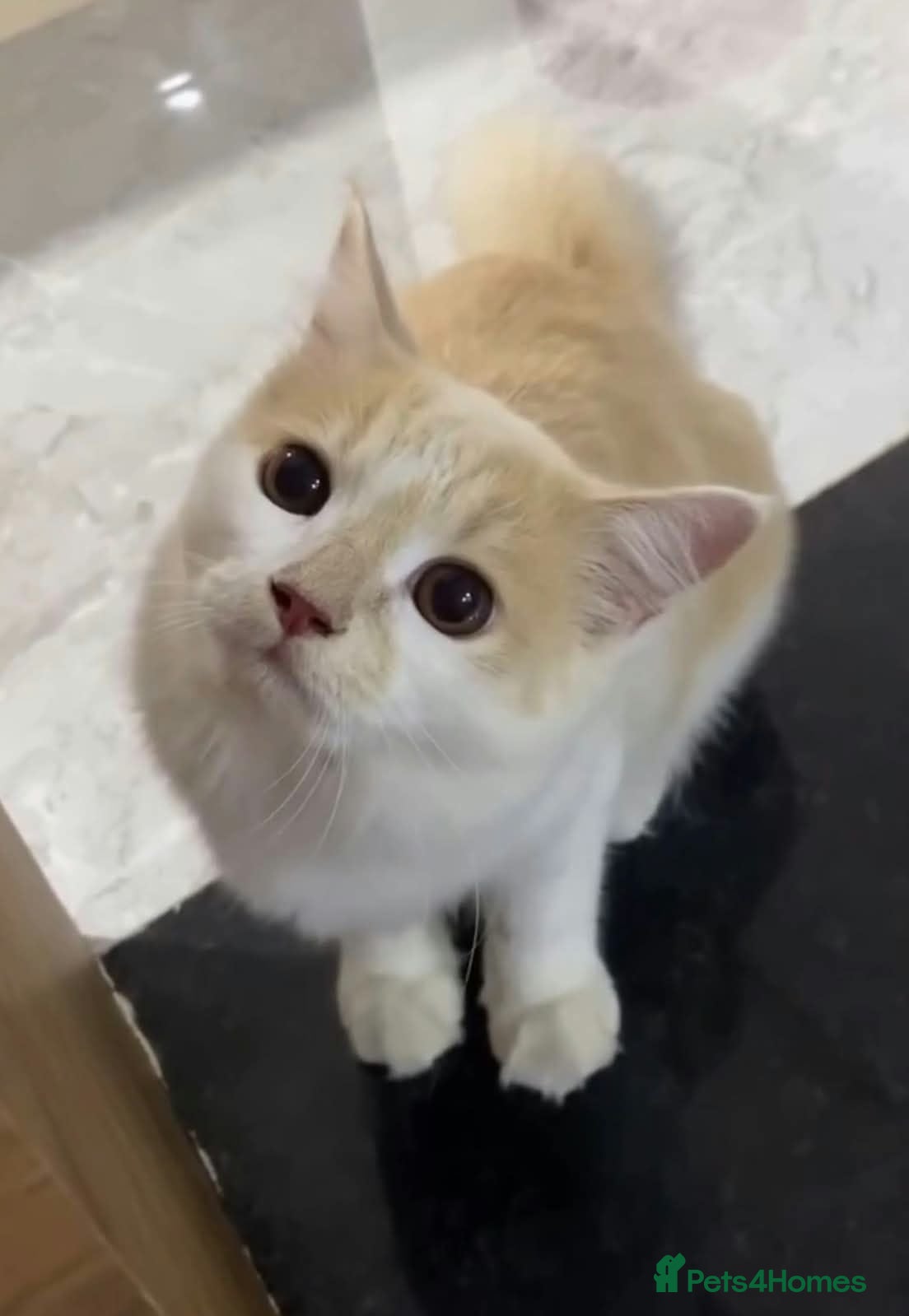 Mixed Breed cats Lutty - Advert 1