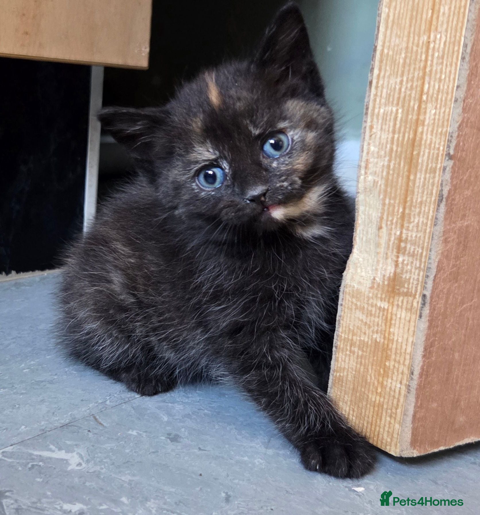 Mixed Breed cats 2 stunning long haired kittens available  - Advert 9