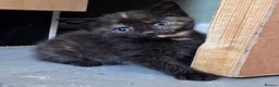 Mixed Breed cats for sale: 2 stunning kittens still available  - Advert 38