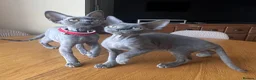 Devon Rex cats for sale: Solid blue pedigree kittens available  - Advert 18