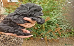 Cockapoo dogs for sale: 5 STAR FULLY DNA HEALTH TESTED F1B COCKAPOOS - Image 17