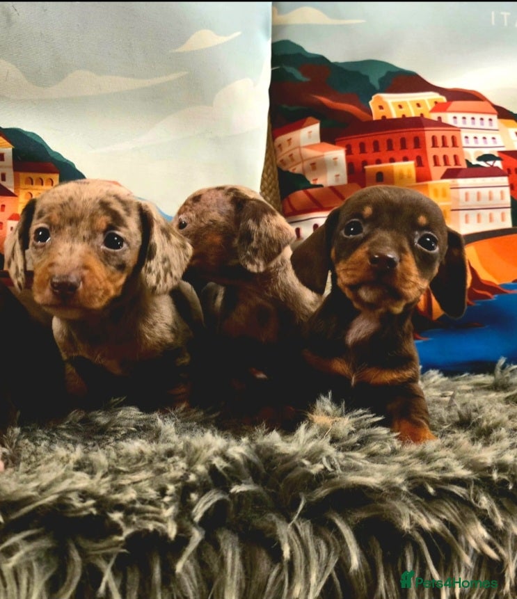 Miniature Dachshund dogs Quality extra tiny miniature daschund  - Advert 2