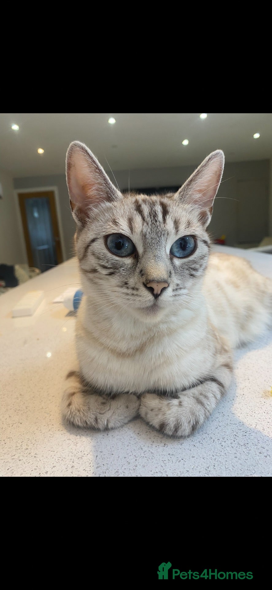 Bengal cats Stunning bengal x kittens  - Advert 4