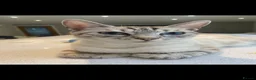 Bengal cats for sale: Stunning bengal x kittens  - Advert 1