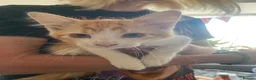 Mixed Breed cats for sale: Kittens  in London - Advert 2