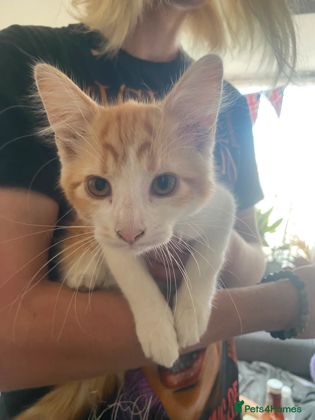 Mixed Breed cats for sale: Kittens  in London - Advert 2