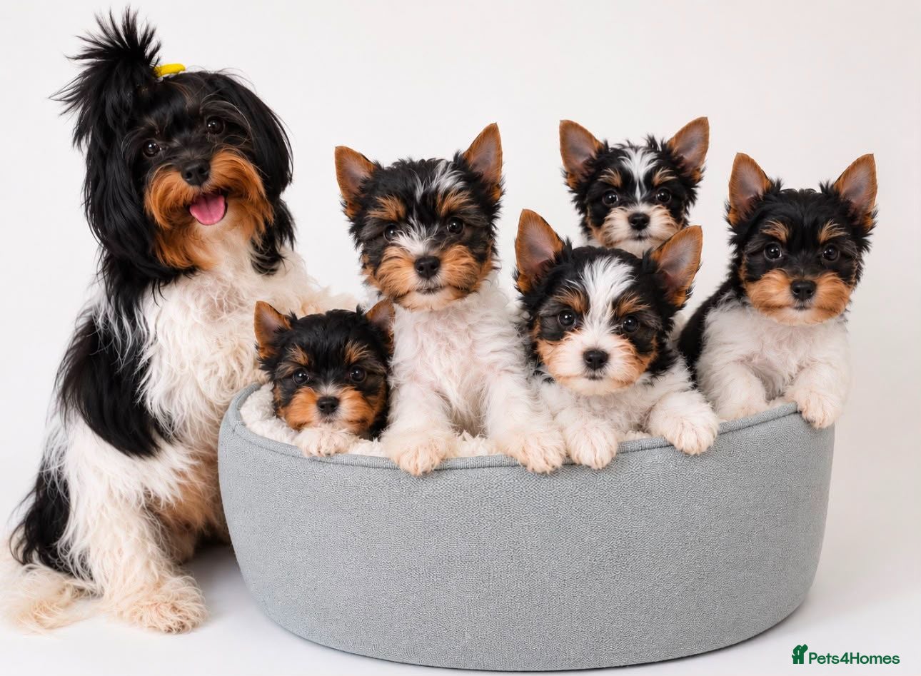 Biewer Terrier dogs Biewer Terrier teacup beautiful tiny 😍  - Advert 1