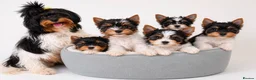 Biewer Terrier dogs for sale: Biewer Terrier teacup beautiful tiny 😍  - Advert 1