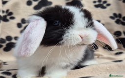Mini Lop rabbits for sale: 8-9 week old mini lops  - Image 6