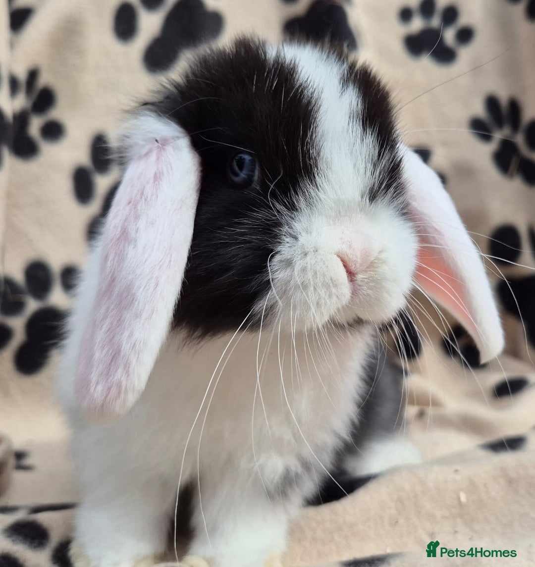 Mini Lop rabbits for sale: 8-9 week old mini lops  - Image 6
