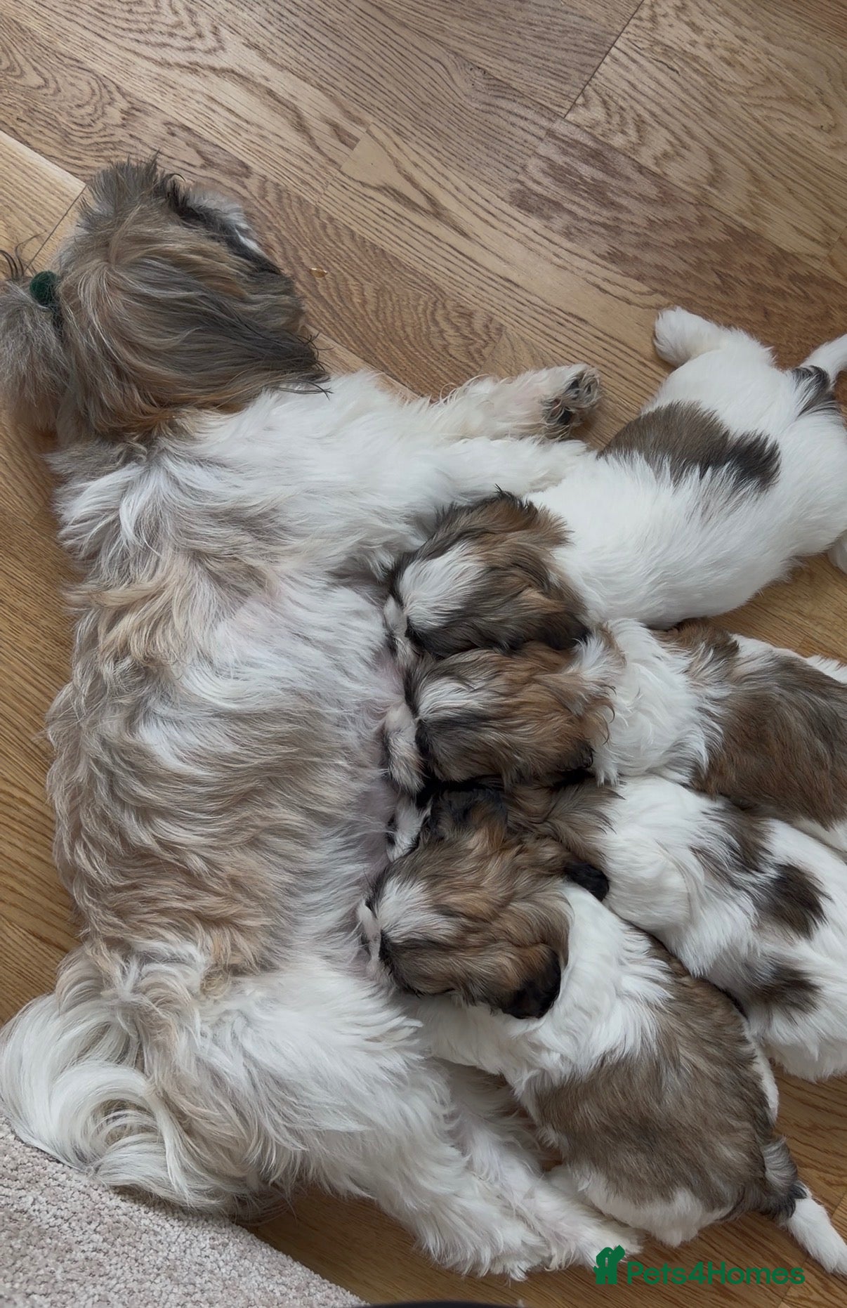 Malshi dogs Malshi Puppies Looking for Their Forever Homes 🐾 - Advert 17