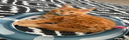 Maine Coon cats for sale: TICa reg 9 XXL Massive Red Kittens - Advert 31