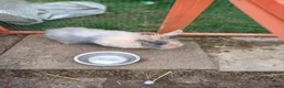 Mini Lion Lop rabbits for sale: Mixed sex 10 week old rabbits - Advert 7