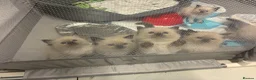 Ragdoll cats for sale: Full ragdoll kittens  - Advert 10
