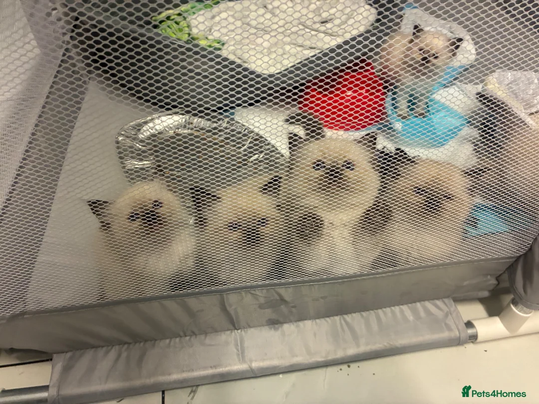 Ragdoll cats for sale: Full ragdoll kittens  - Advert 10
