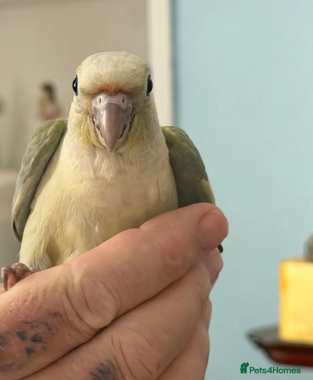 Conures birds for sale: Baby hand reared conures  - Advert 8