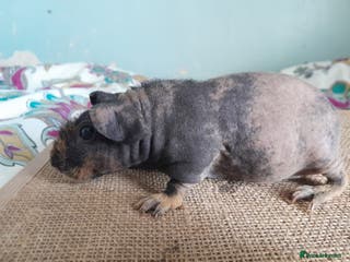 Guinea Pig rodents Male guinea pigs and Skinny available - Advert 2